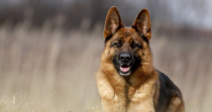 German Shepherd