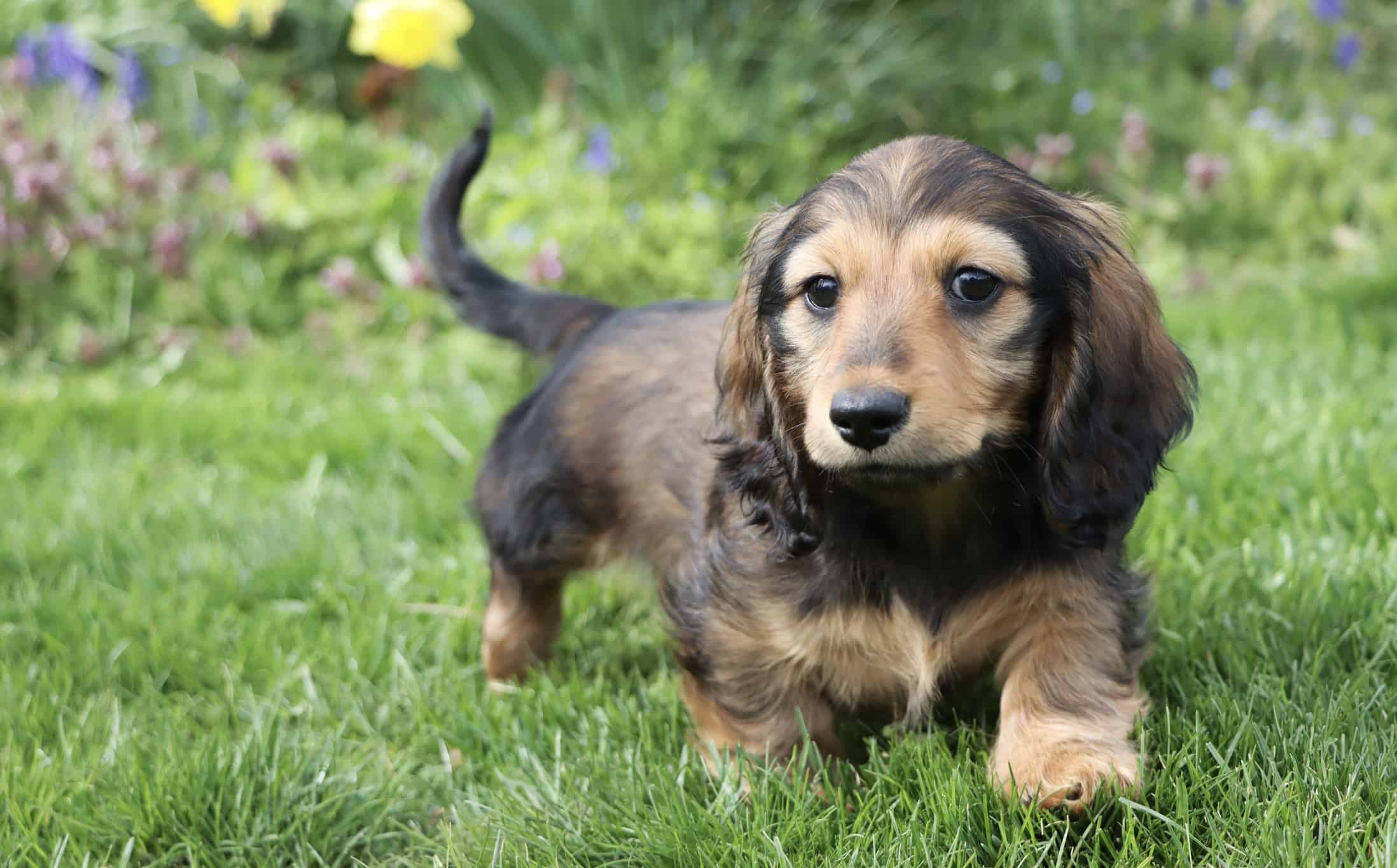 Mini Dachshund