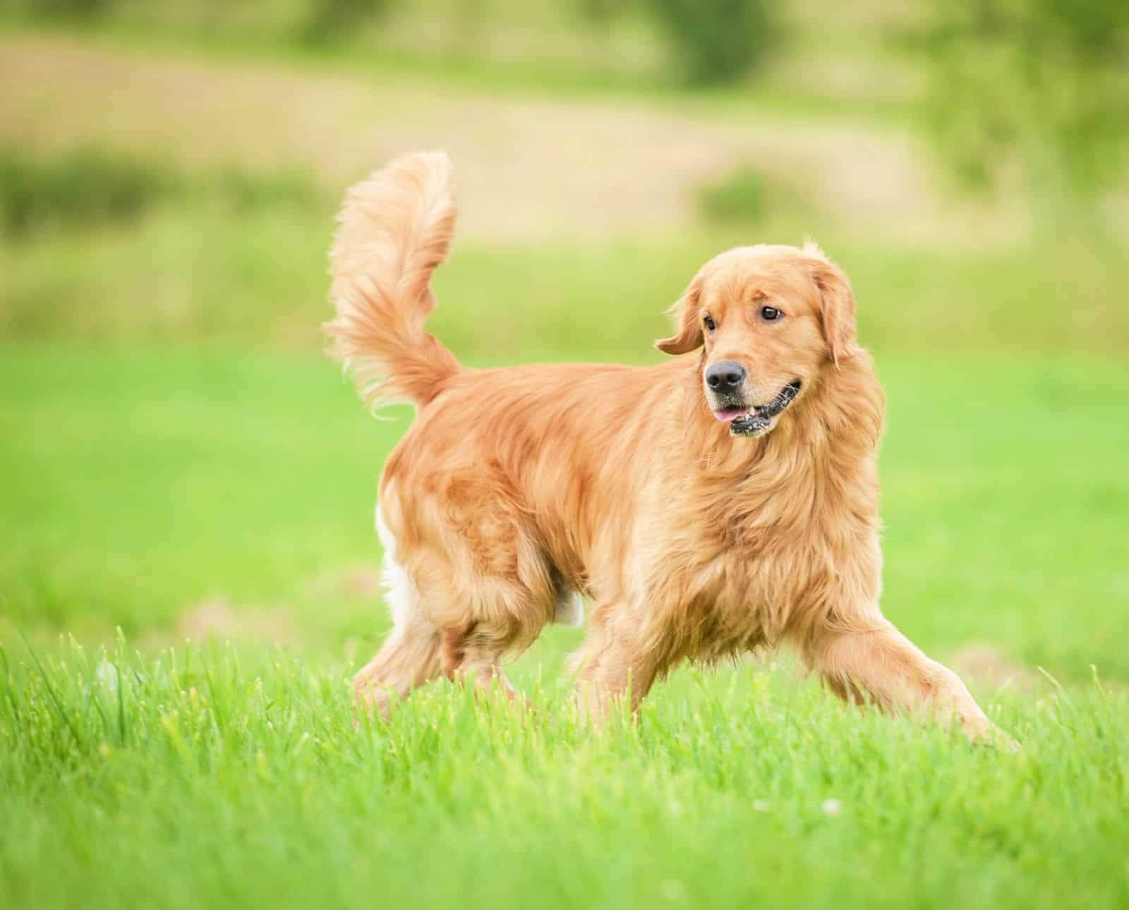 Golden Retriever